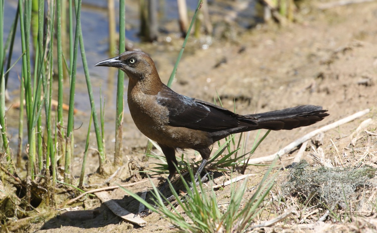 Great-tailed Grackle - ML619733885