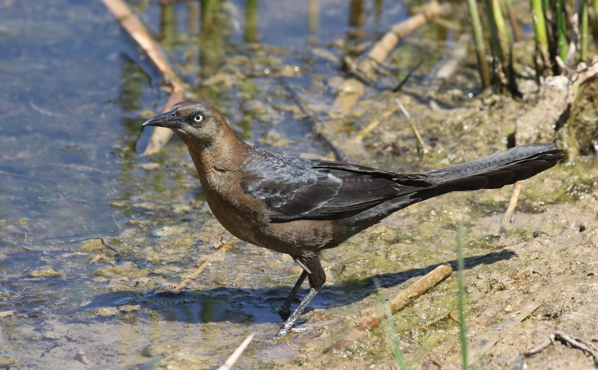 Great-tailed Grackle - ML619733886