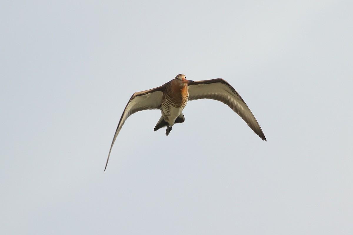 Black-tailed Godwit (limosa) - ML619733887