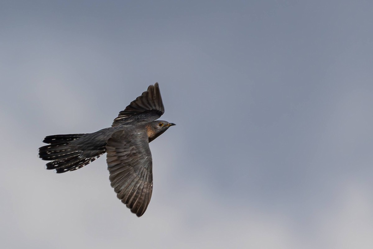 Common Cuckoo - ML619733898
