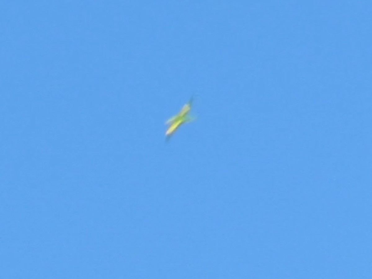 Yellow-chevroned Parakeet - ML619733932