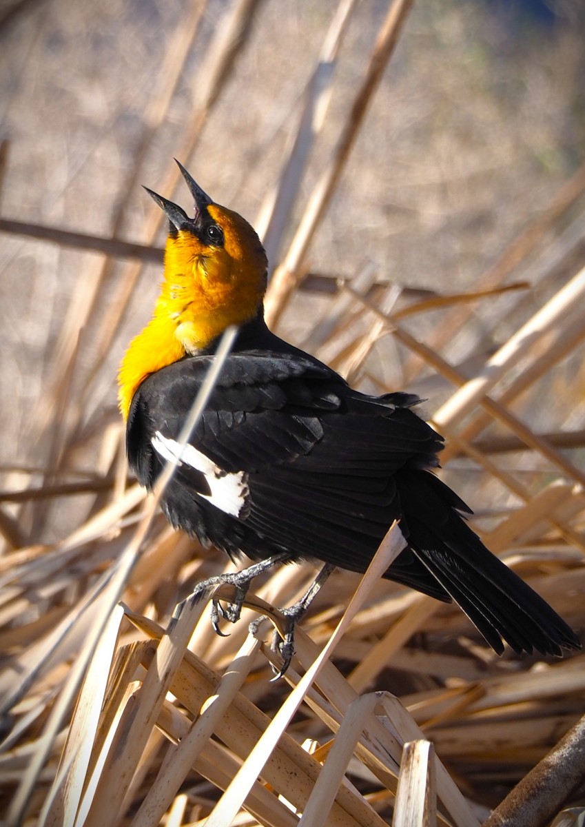 Yellow-headed Blackbird - ML619733944