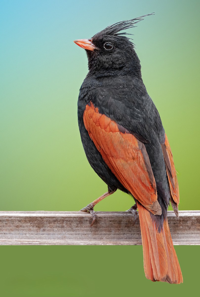 Crested Bunting - ML619733966