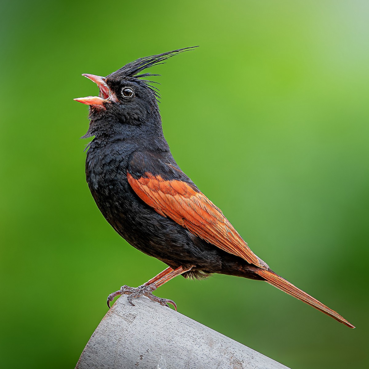 Crested Bunting - ML619733967