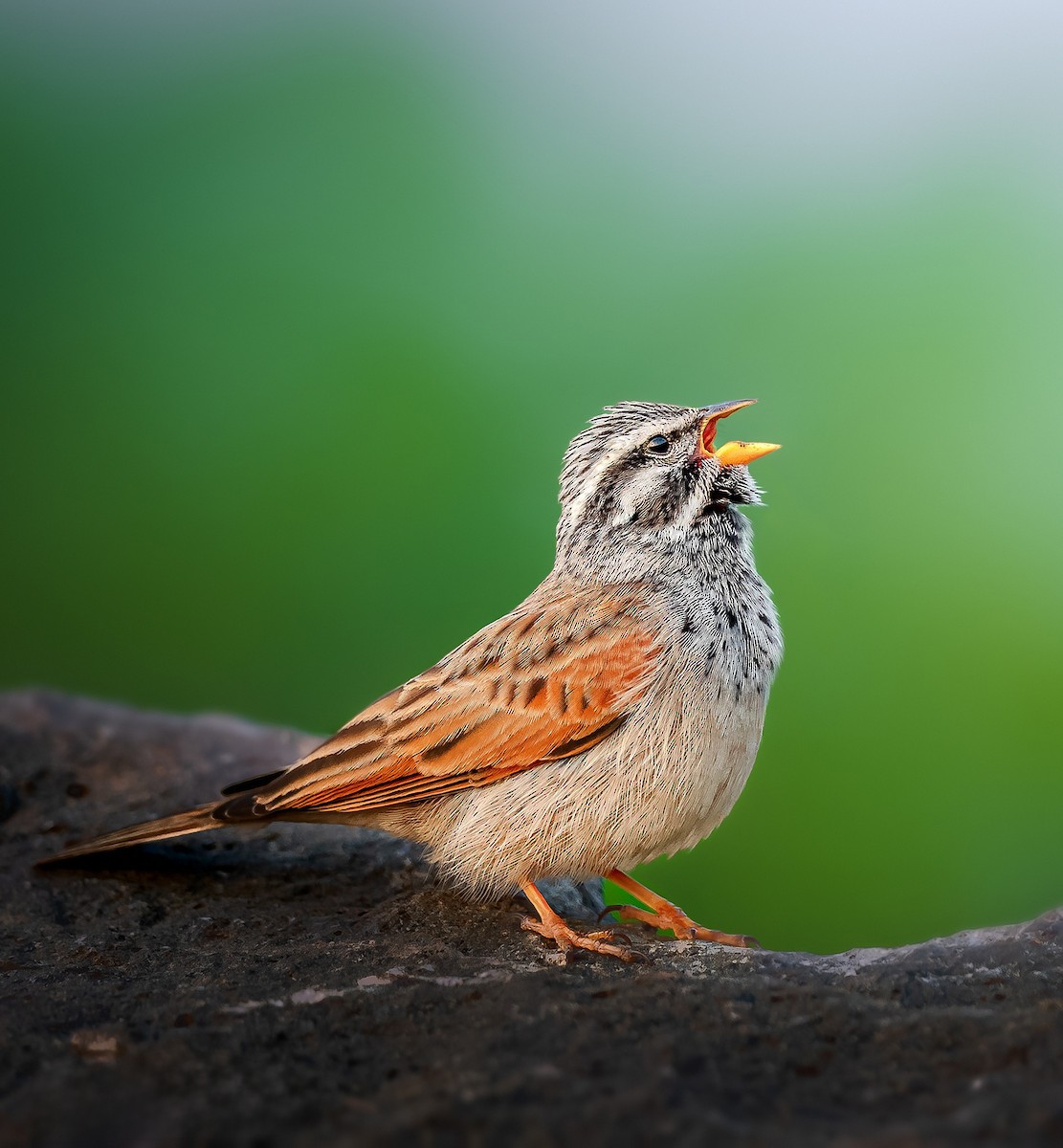 Striolated Bunting - ML619733968