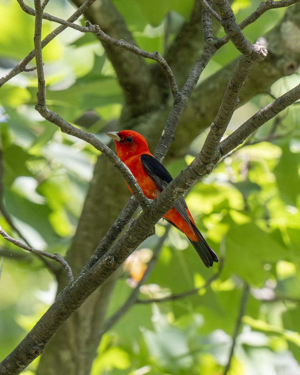Scarlet Tanager - ML619734024