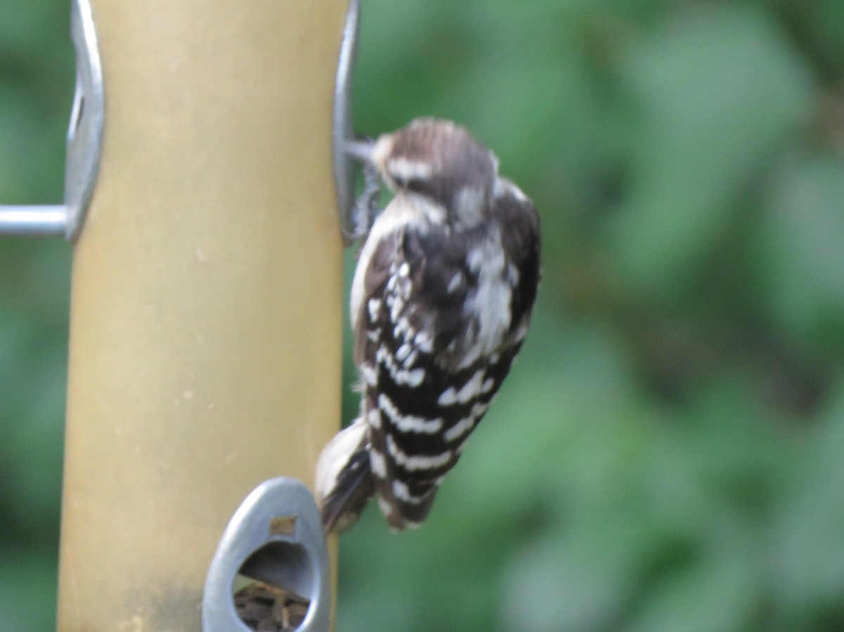 Downy Woodpecker (Eastern) - ML619734028