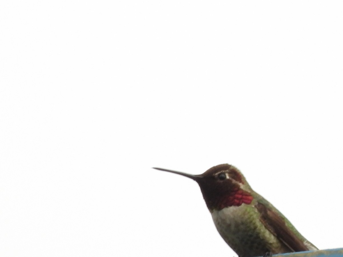 Anna's Hummingbird - ML619734087