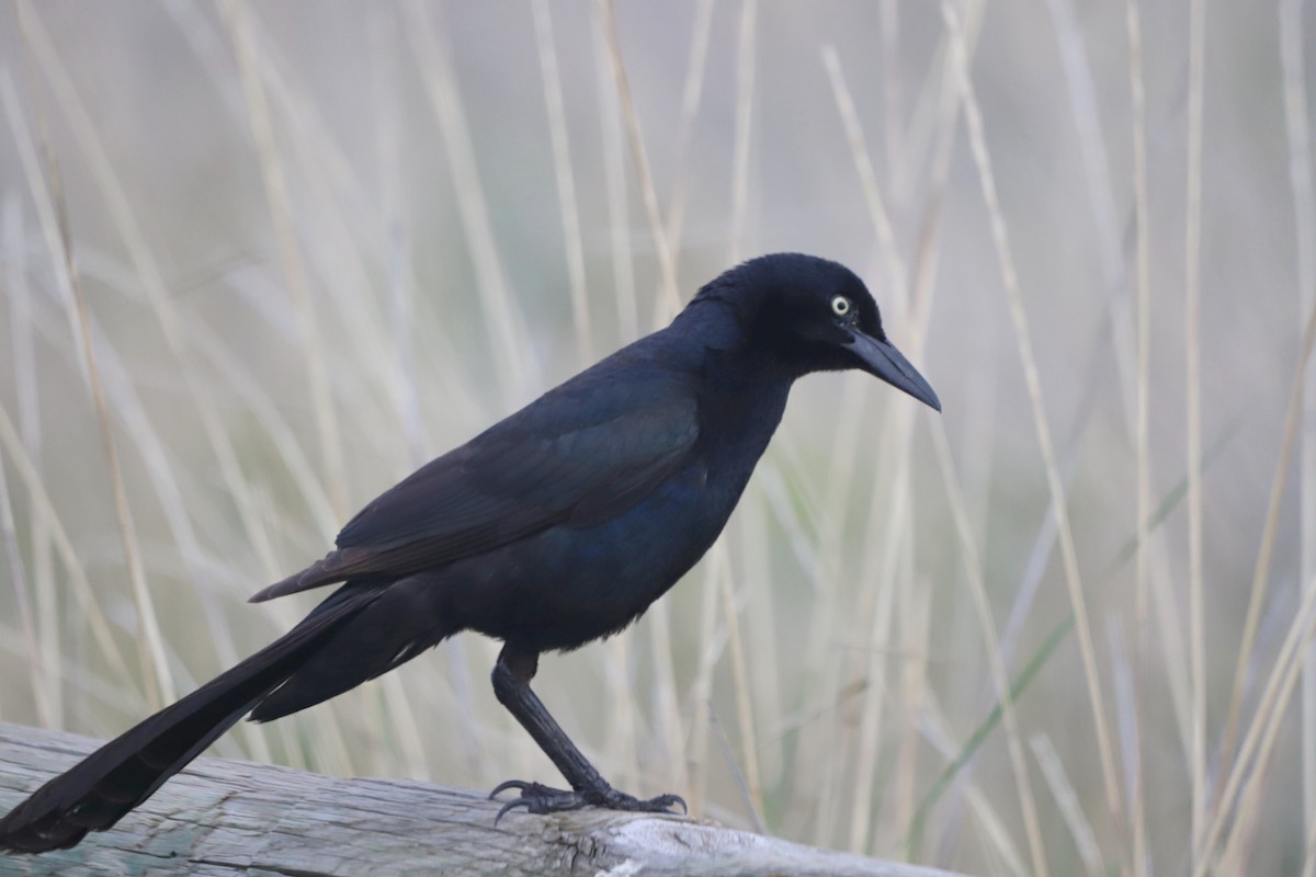 Great-tailed Grackle - ML619734097