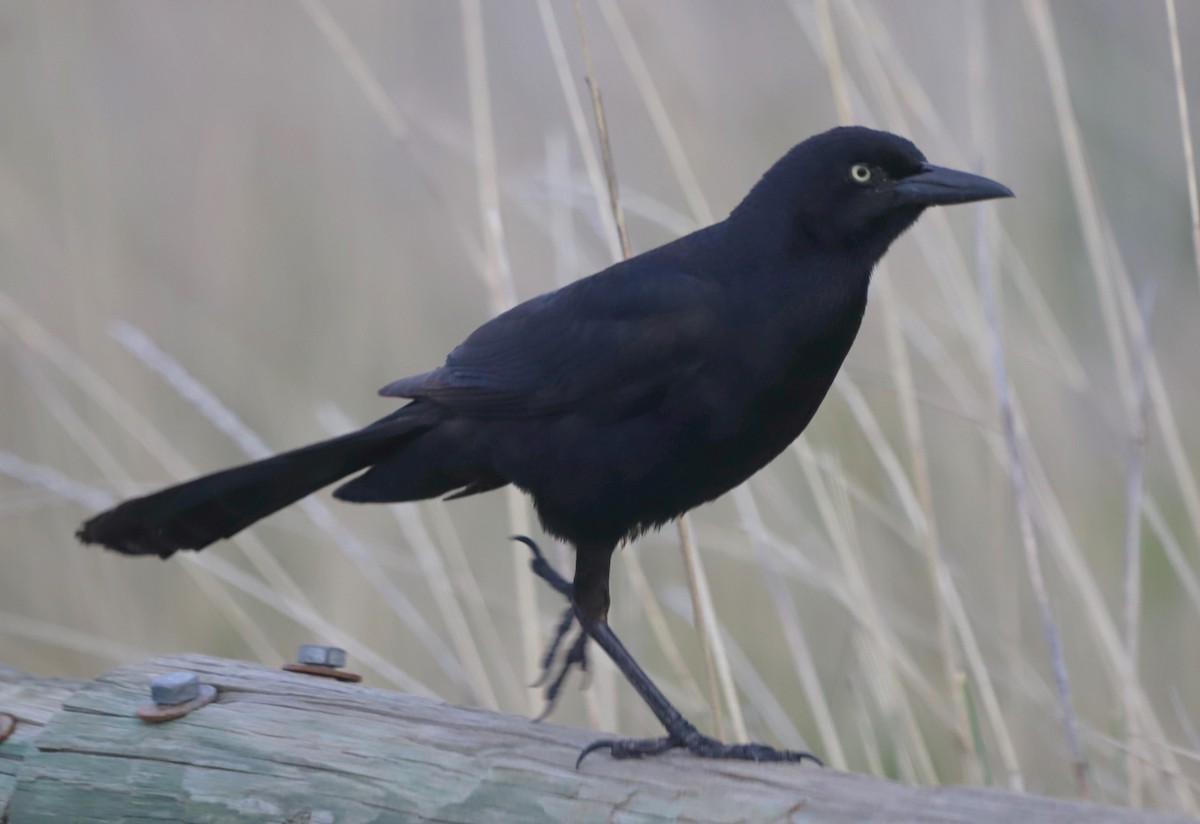 Great-tailed Grackle - ML619734099