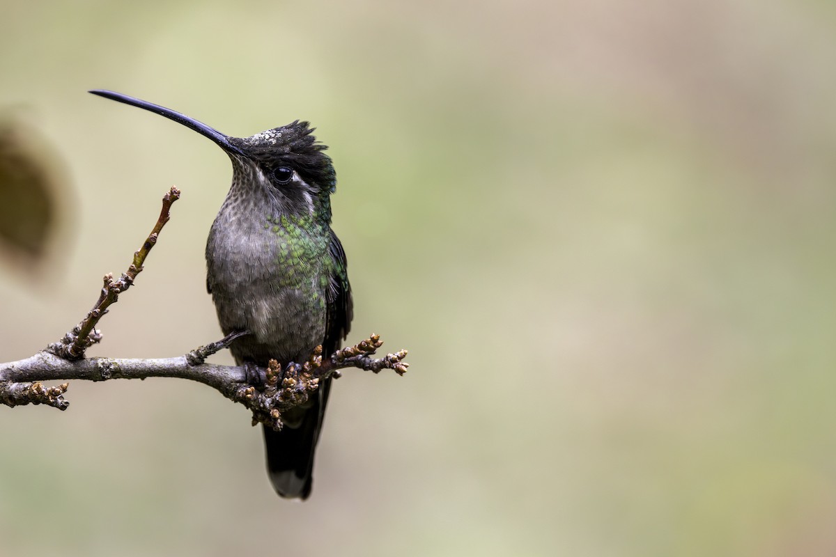 Talamanca Hummingbird - ML619734176