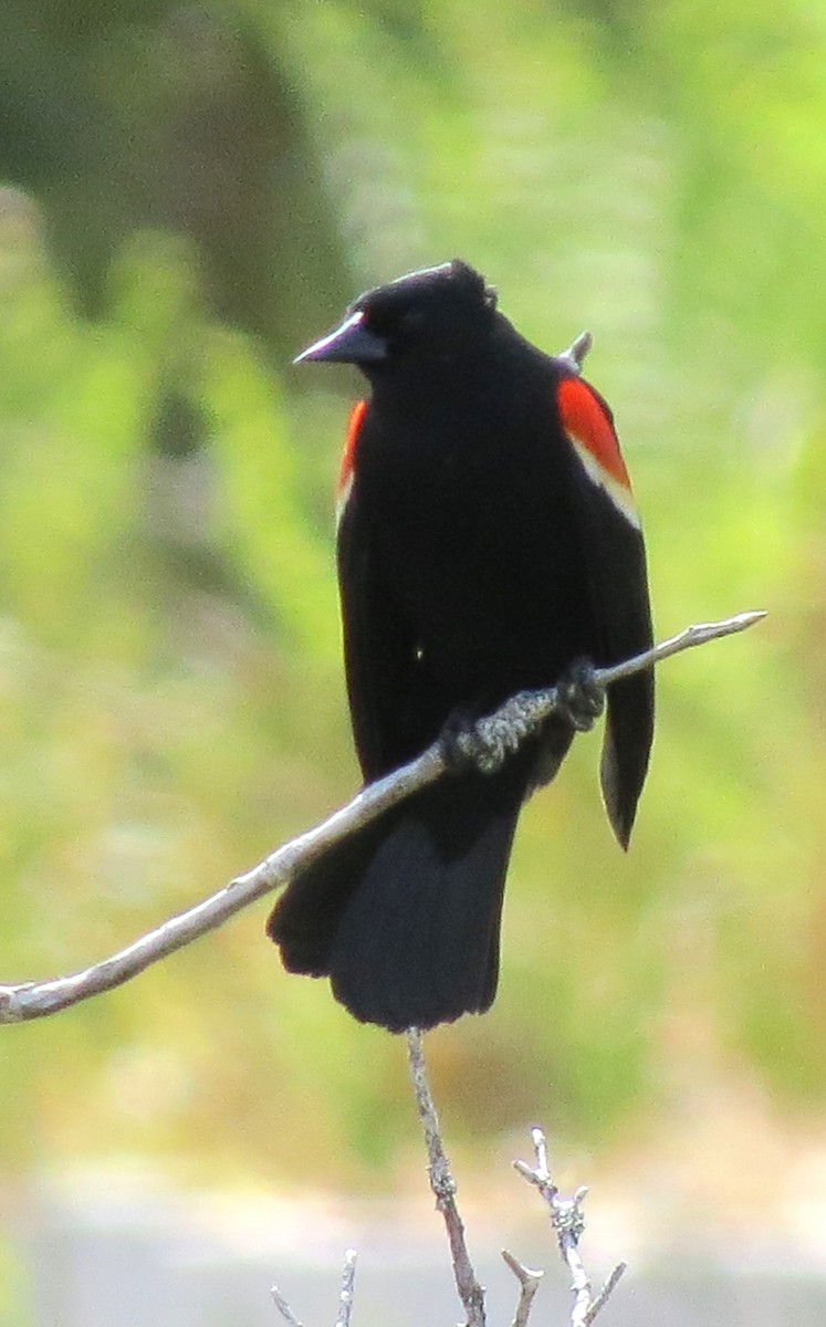 Red-winged Blackbird - ML619734178