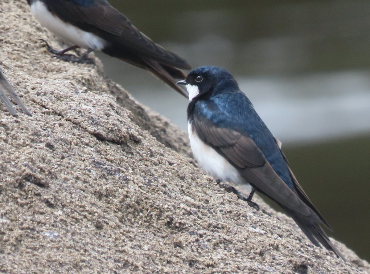 Black-collared Swallow - ML619734184