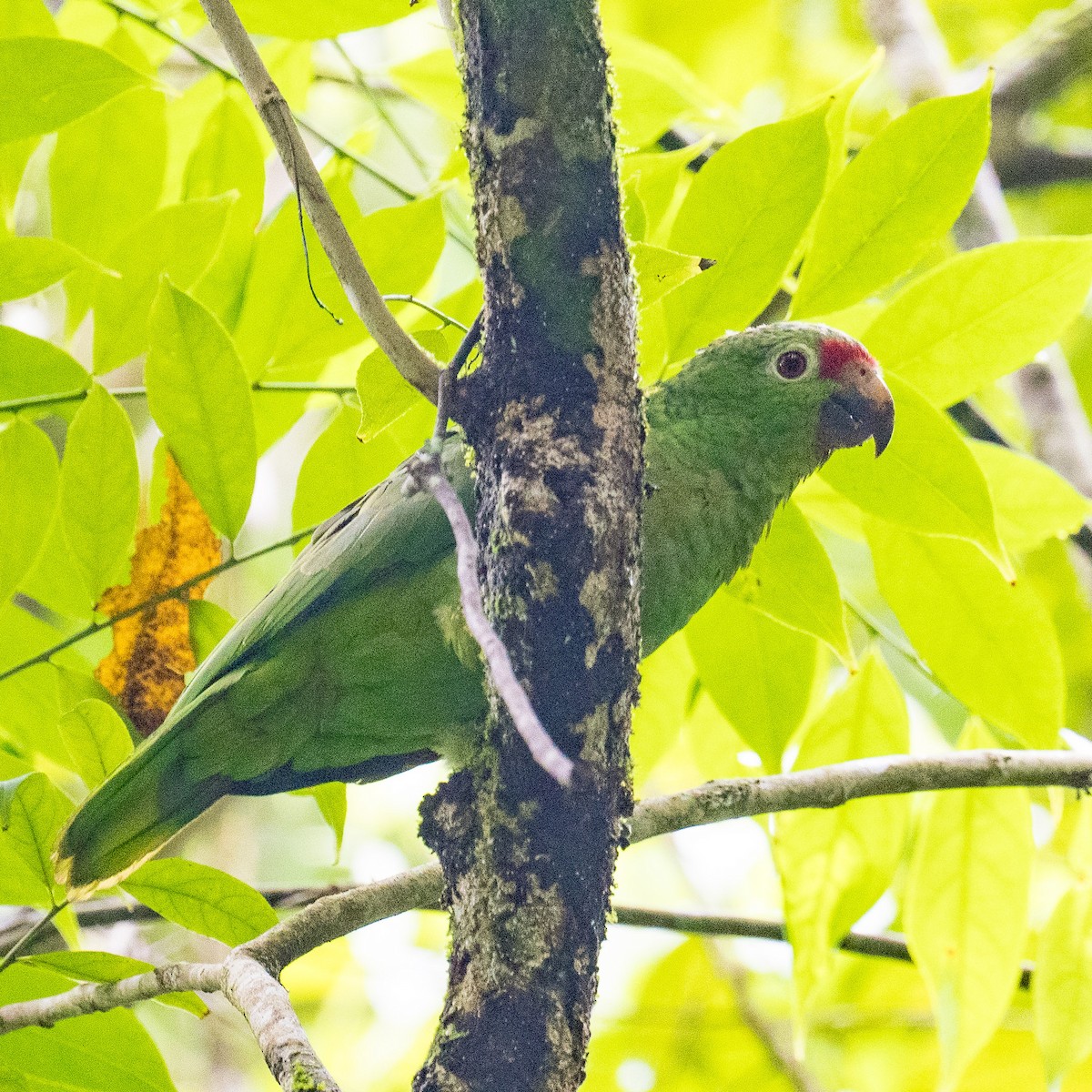 Red-lored Parrot - ML619734186