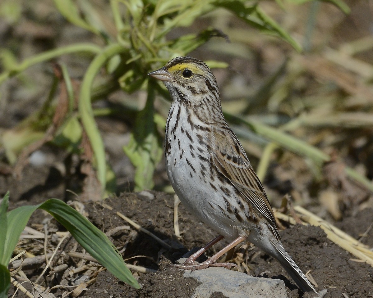 Savannah Sparrow - ML619734204