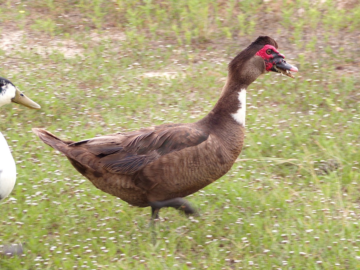 Muscovy Duck (Domestic type) - ML619734220