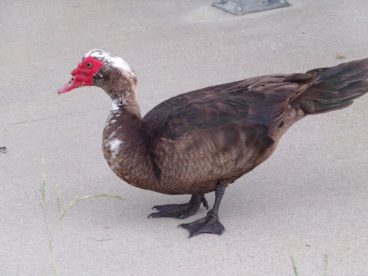 Muscovy Duck (Domestic type) - ML619734223