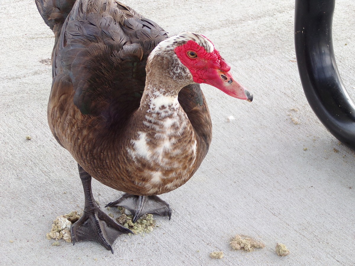 Muscovy Duck (Domestic type) - ML619734233