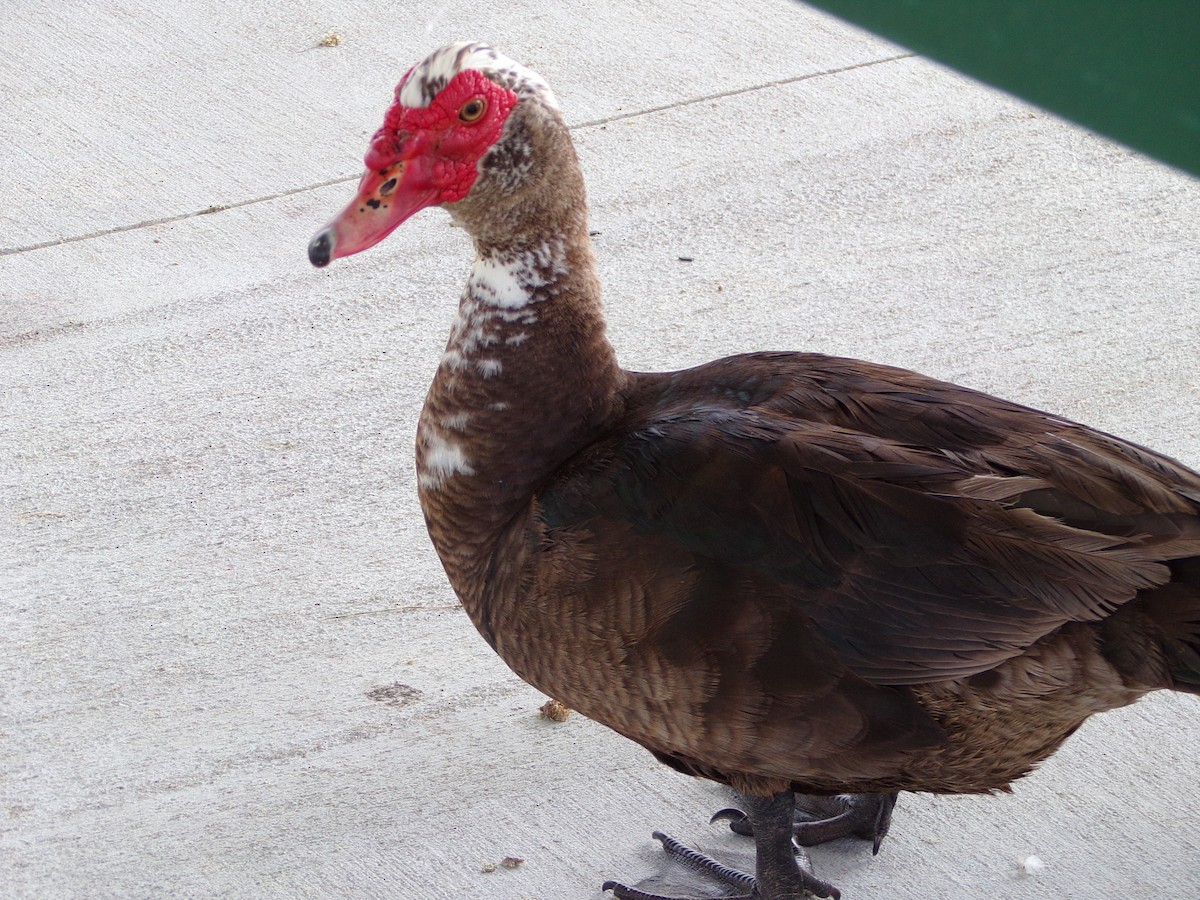 Muscovy Duck (Domestic type) - ML619734242
