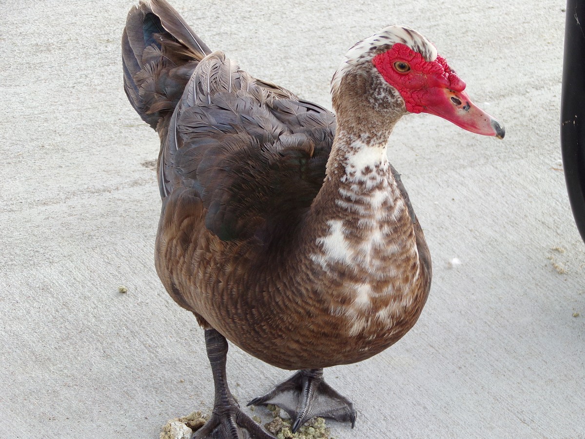Muscovy Duck (Domestic type) - ML619734246