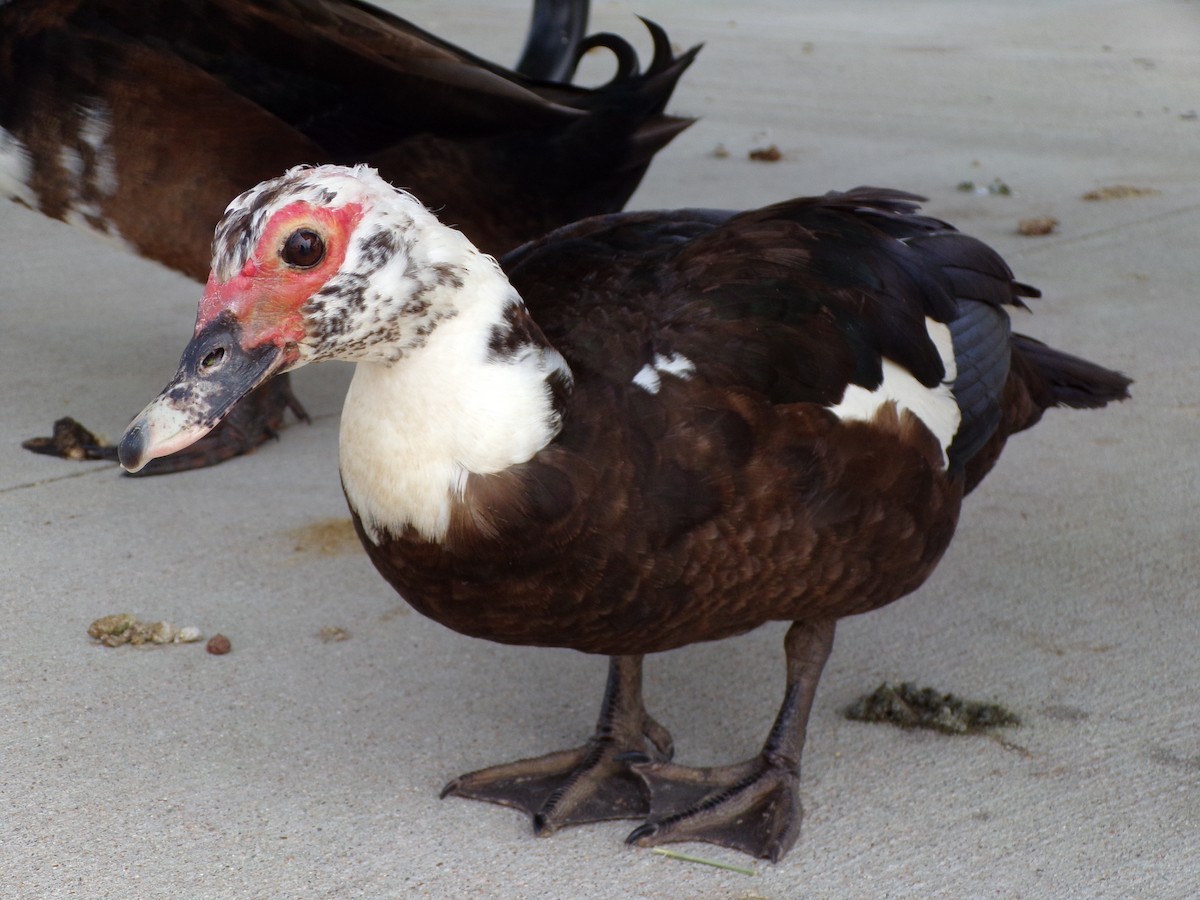 Muscovy Duck (Domestic type) - ML619734259