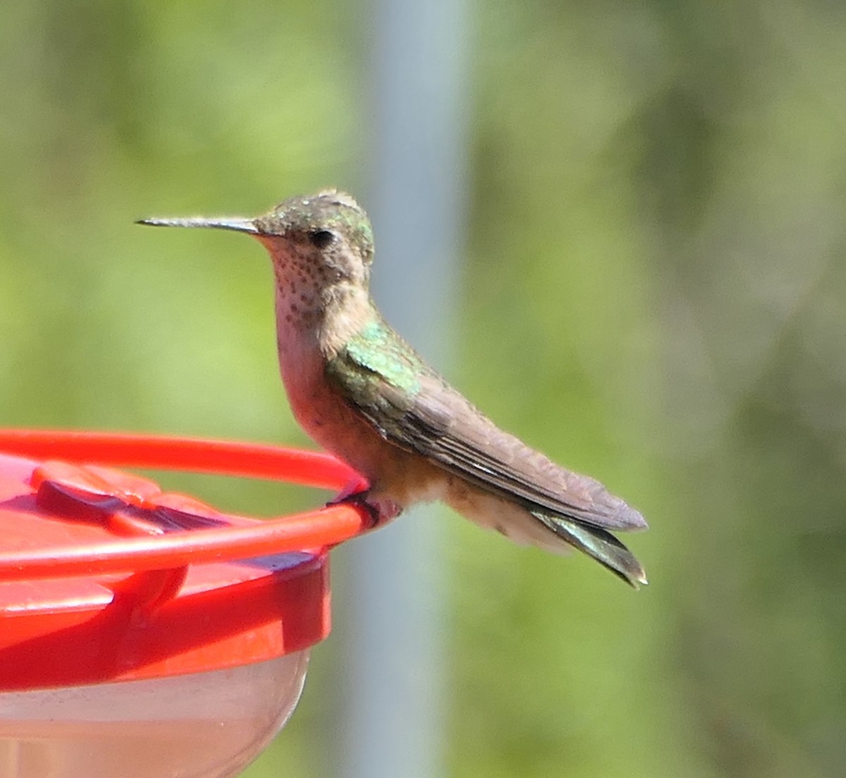 Broad-tailed Hummingbird - ML619734286