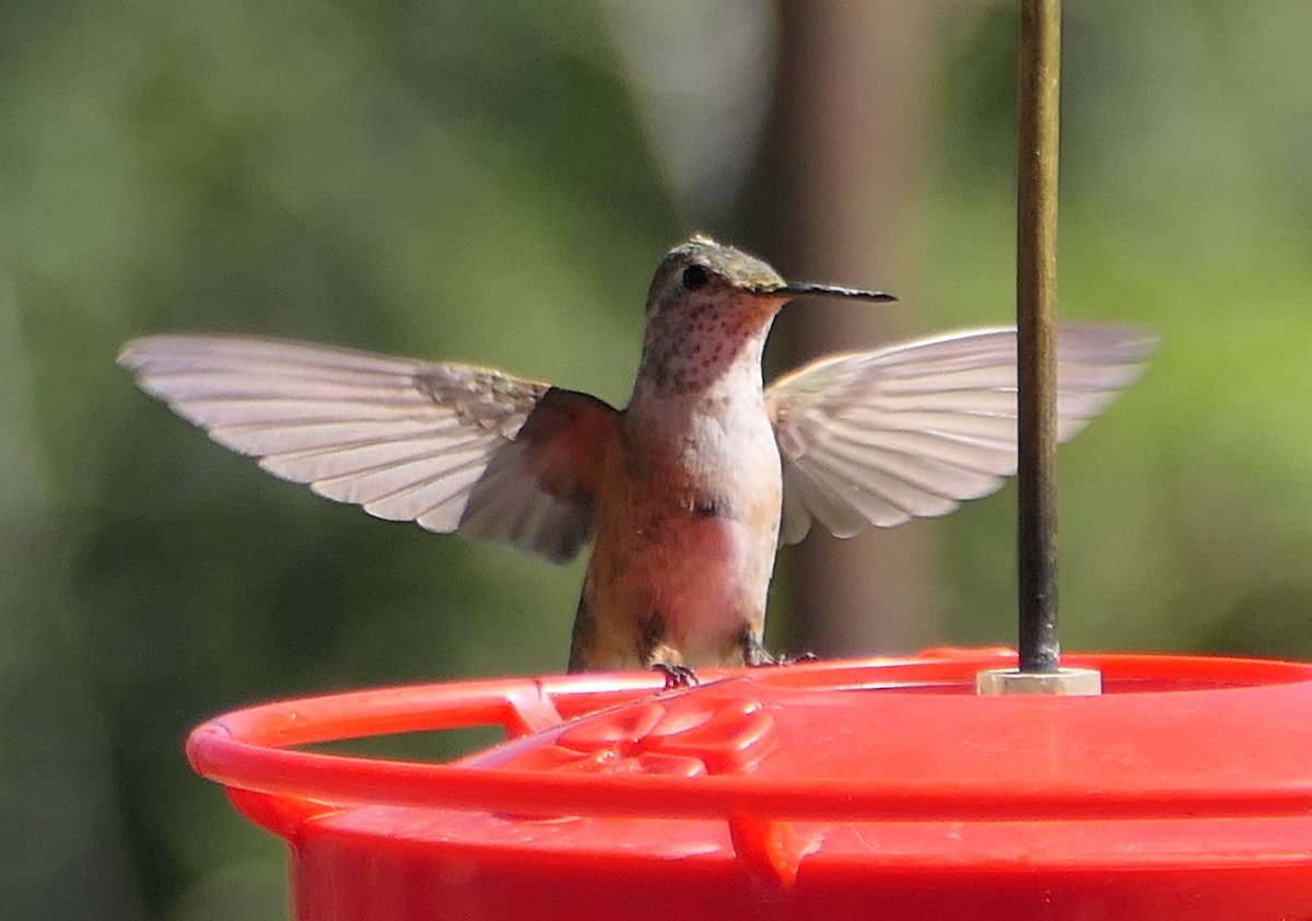 Broad-tailed Hummingbird - ML619734290