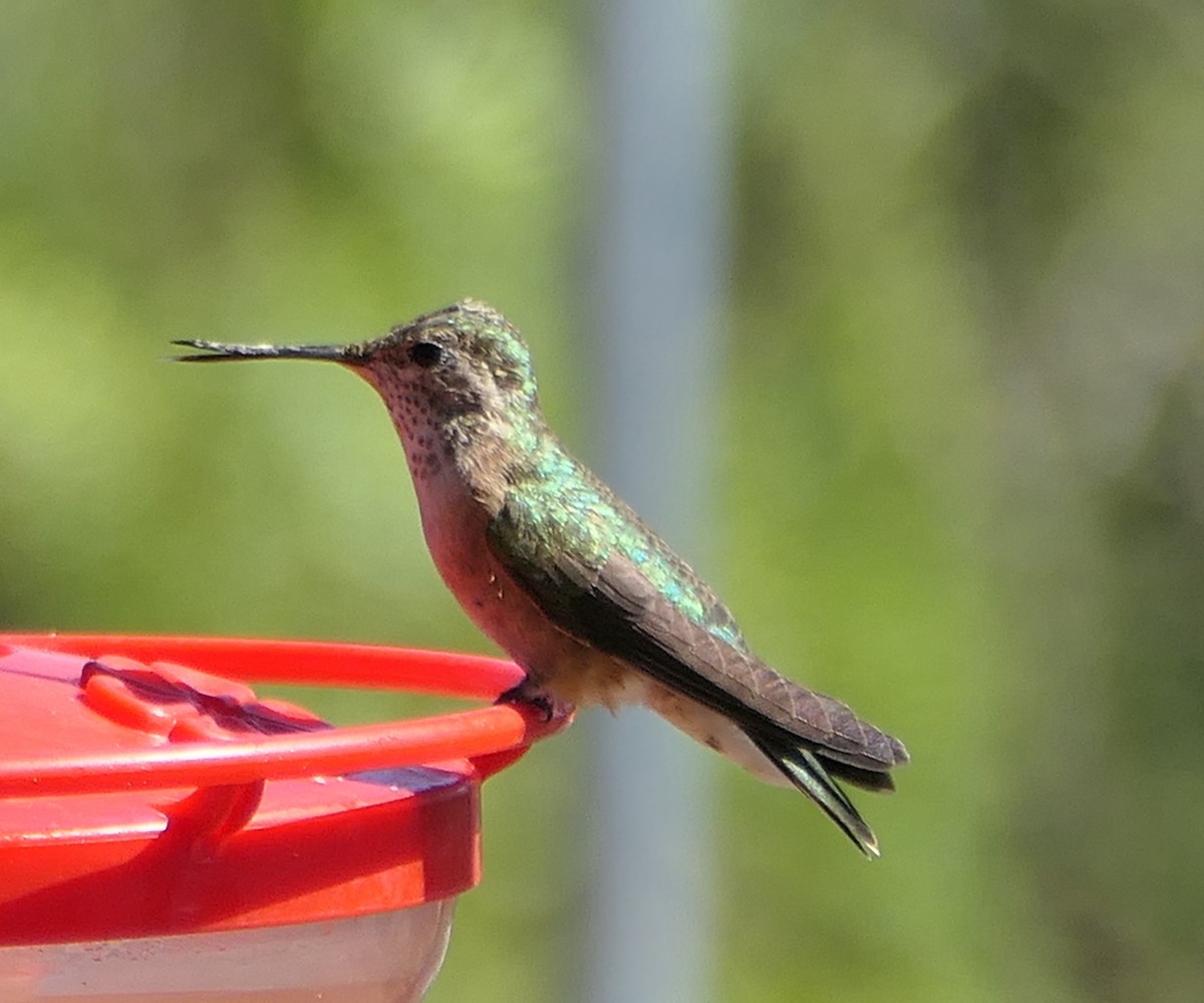Broad-tailed Hummingbird - ML619734291
