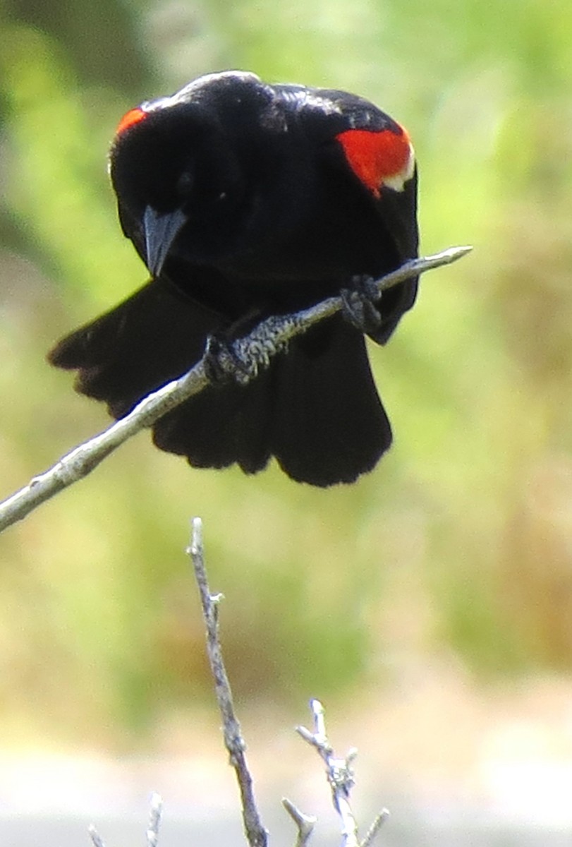 Red-winged Blackbird - ML619734308