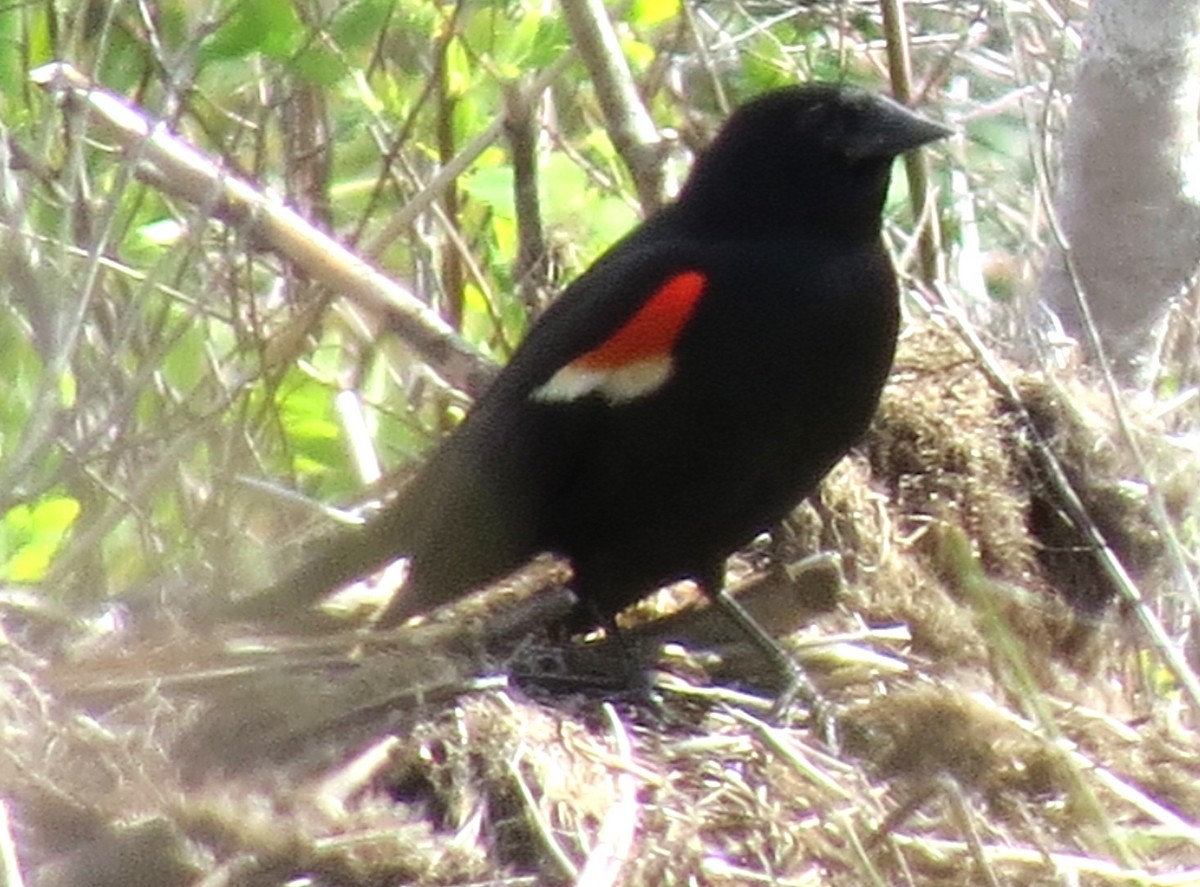 Red-winged Blackbird - ML619734331