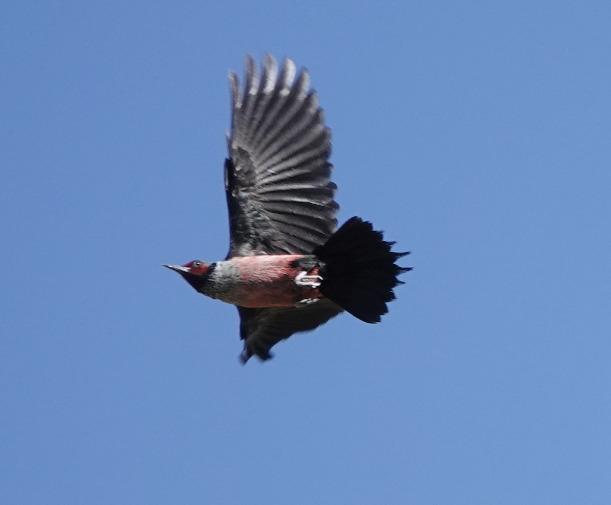 Lewis's Woodpecker - ML619734344