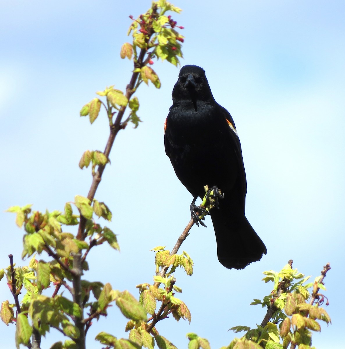 Red-winged Blackbird - ML619734361