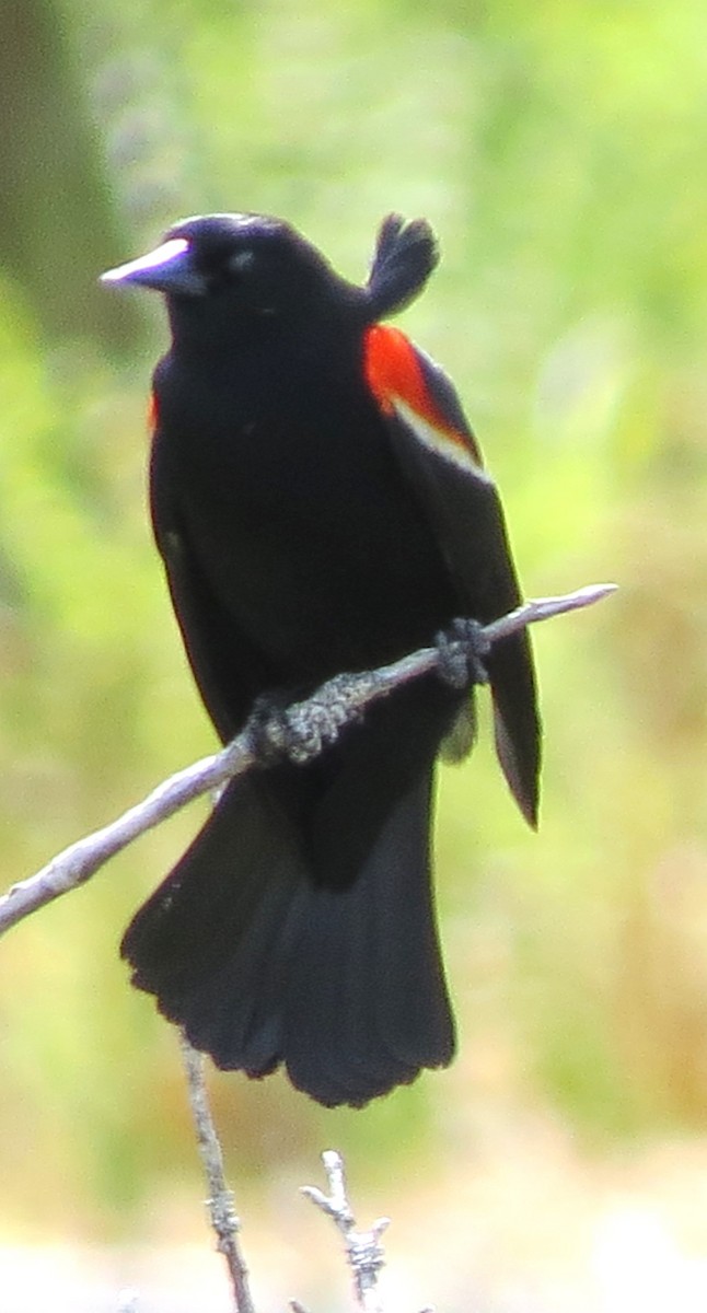 Red-winged Blackbird - ML619734382