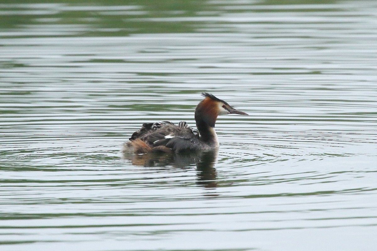 Great Crested Grebe - ML619734387