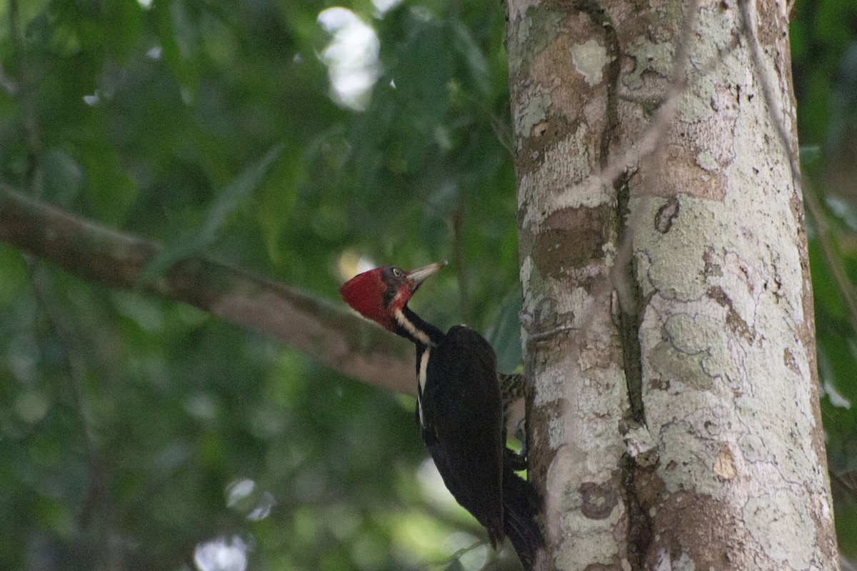 Pale-billed Woodpecker - ML619734418