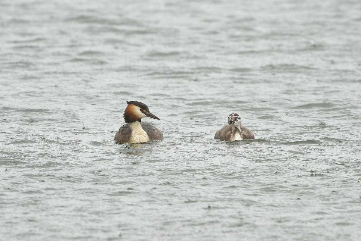 Great Crested Grebe - ML619734426