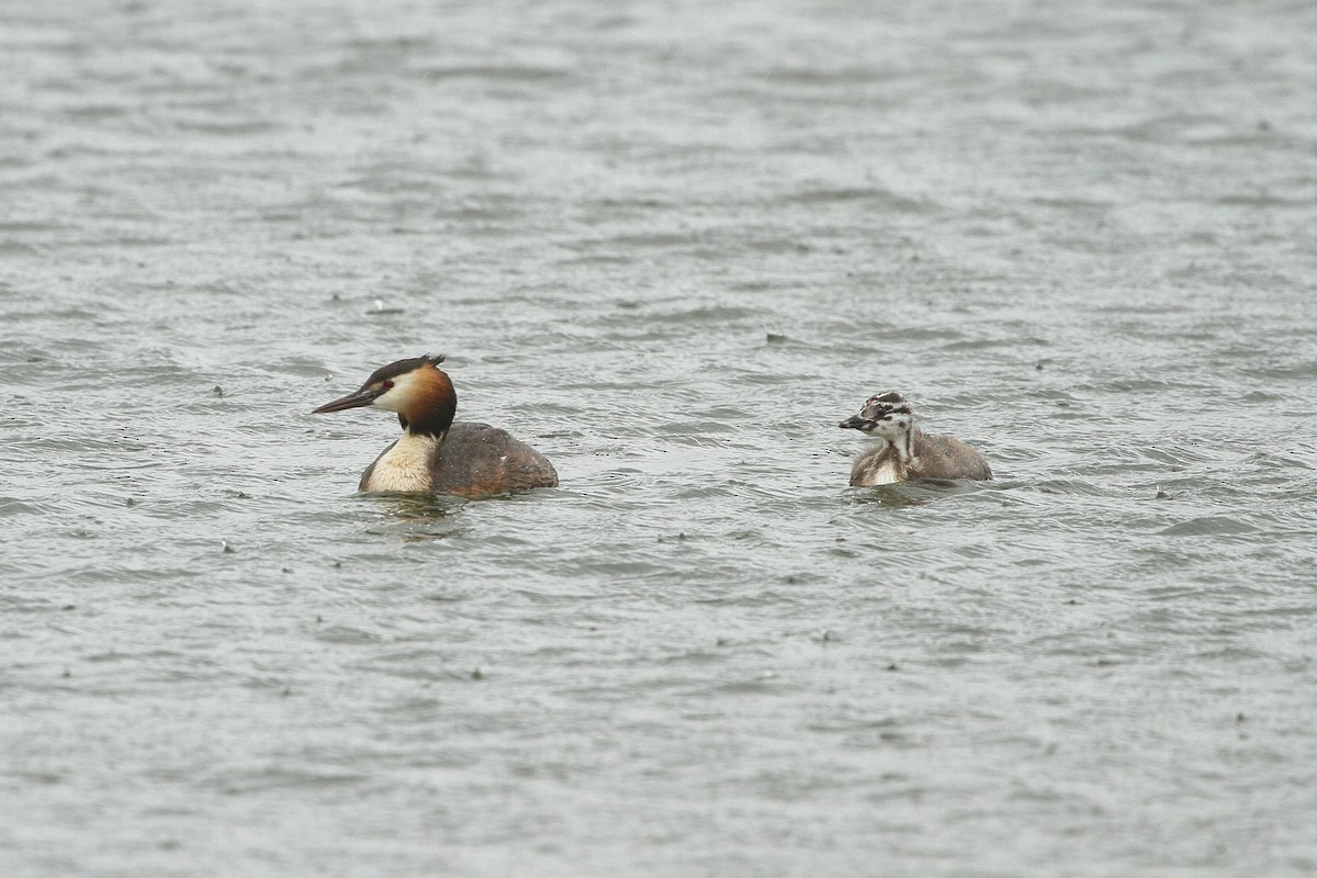 Great Crested Grebe - ML619734427