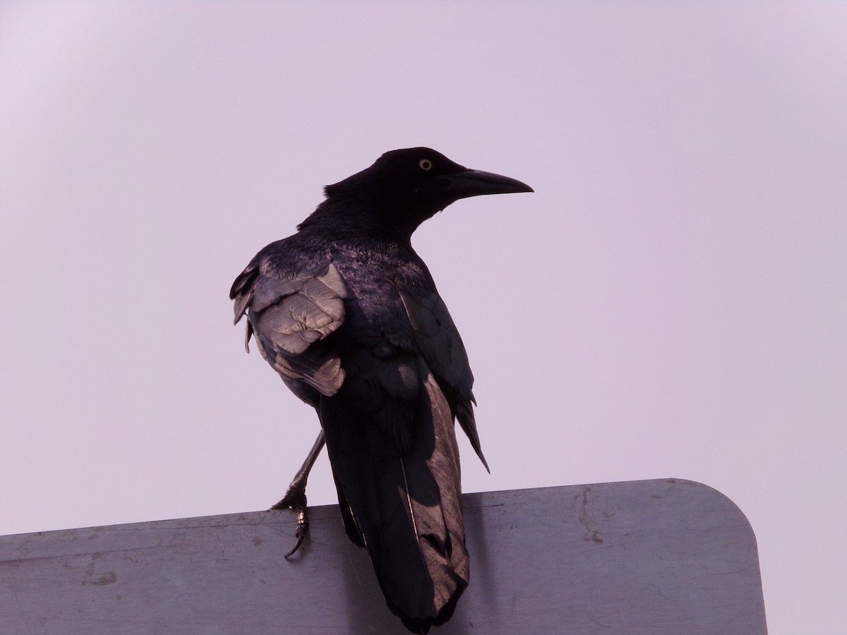 Great-tailed Grackle - ML619734452