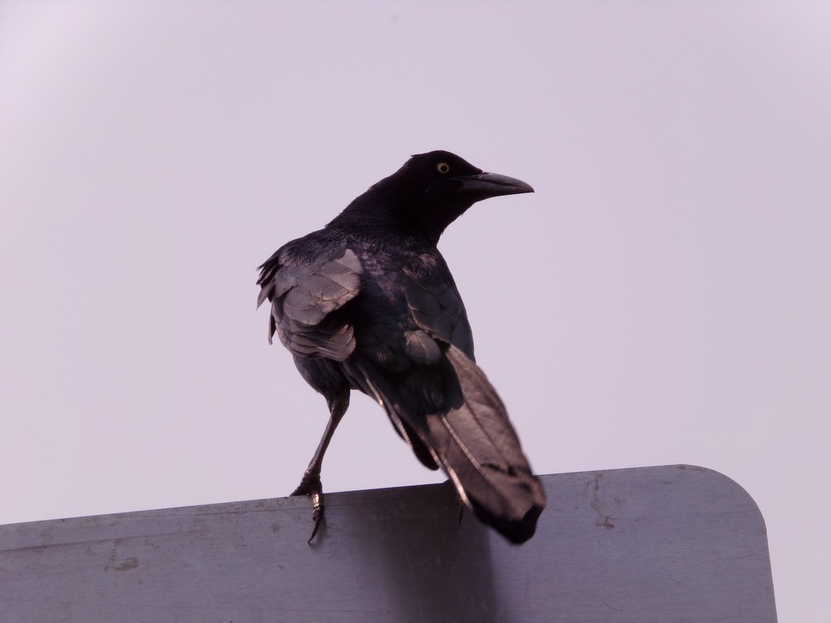 Great-tailed Grackle - ML619734453