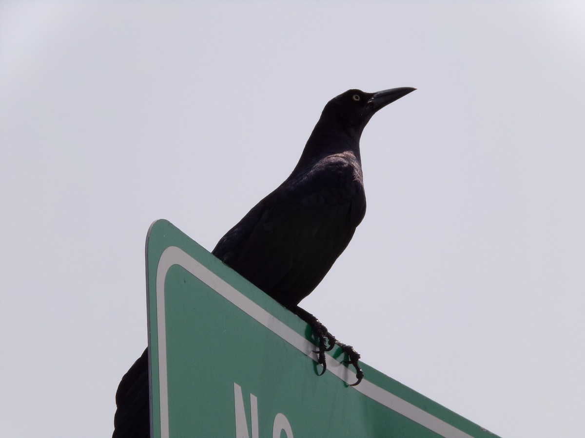 Great-tailed Grackle - ML619734456