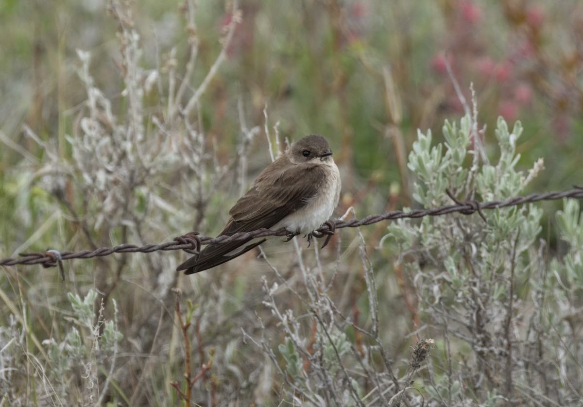 Northern Rough-winged Swallow - ML619734458