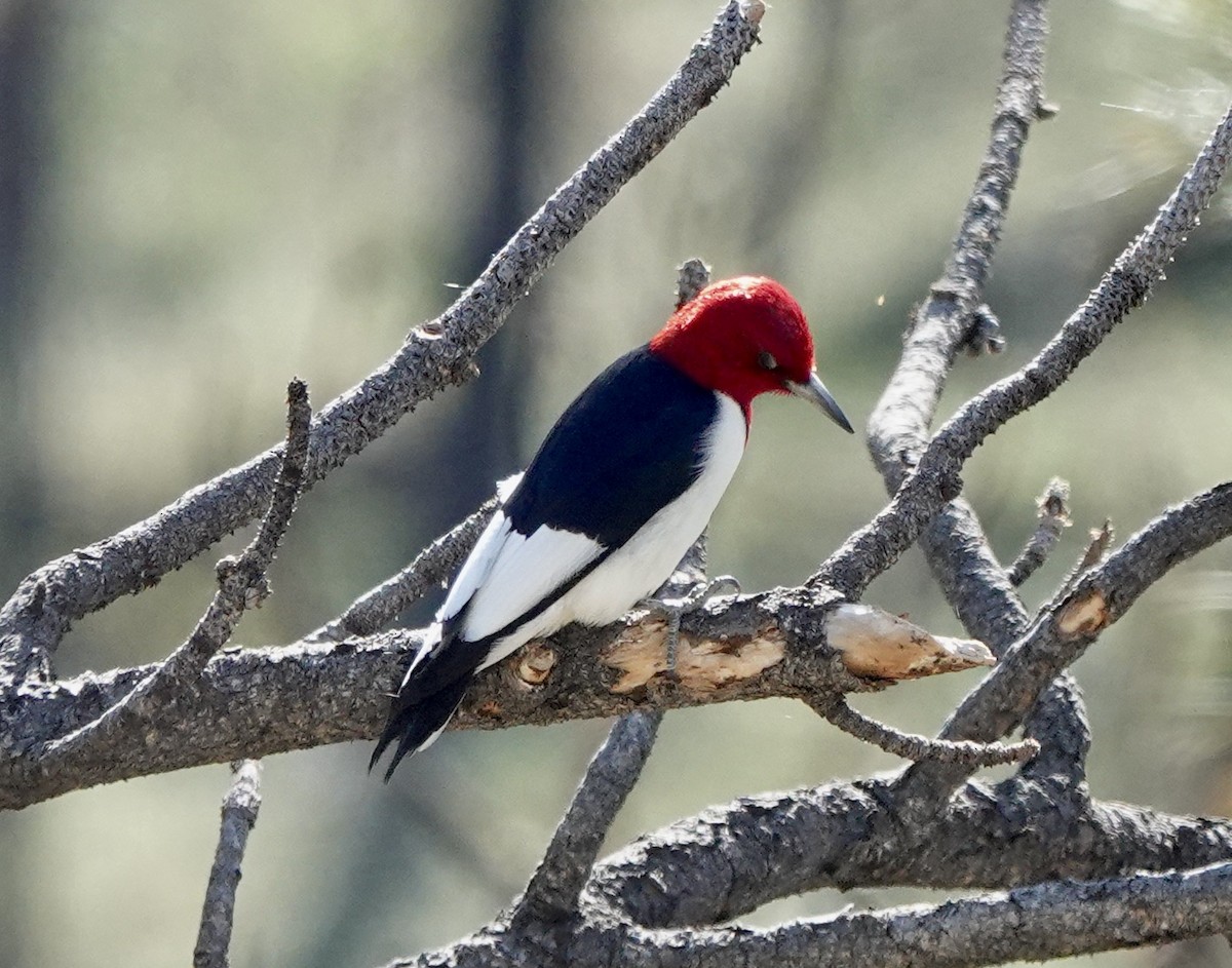 Red-headed Woodpecker - ML619734460