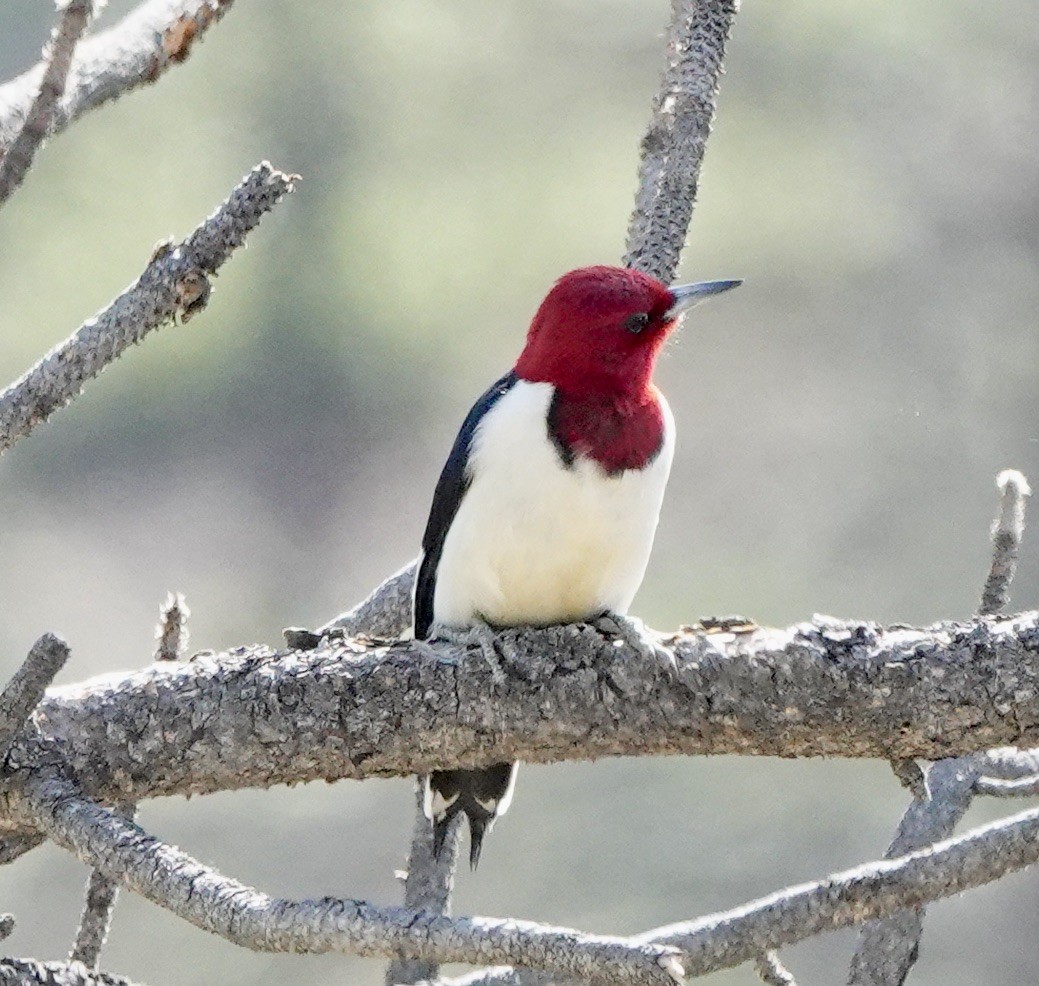 Red-headed Woodpecker - ML619734464