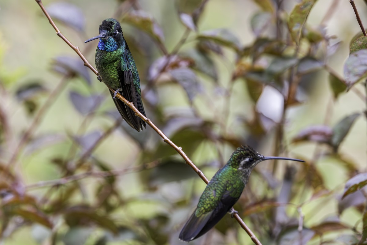 Talamanca Hummingbird - ML619734529