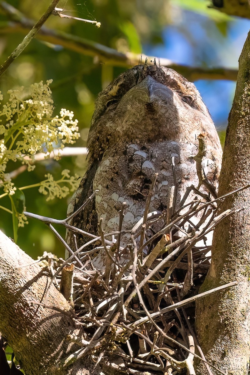 Papuan Frogmouth - ML619734533