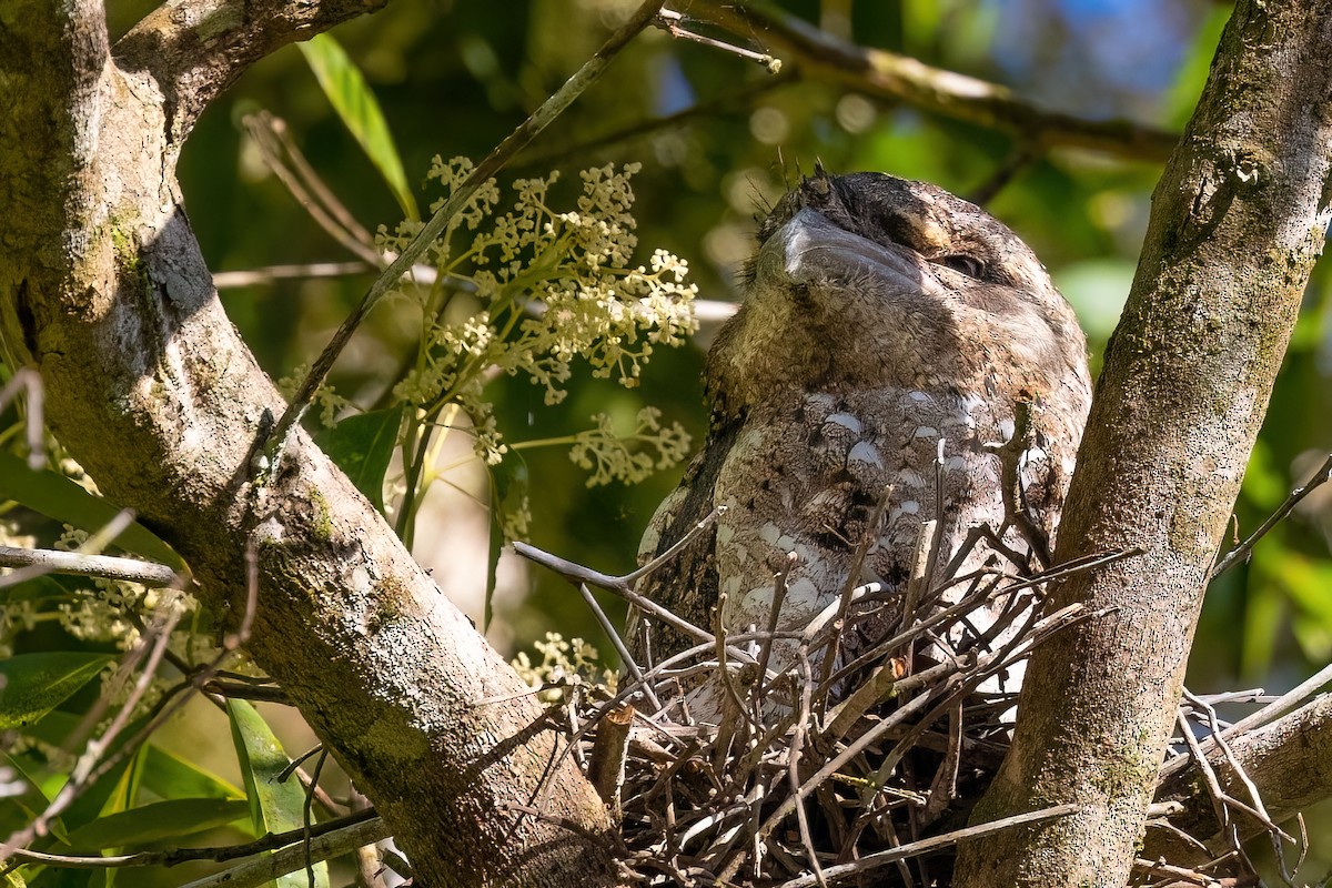 Papuan Frogmouth - ML619734534
