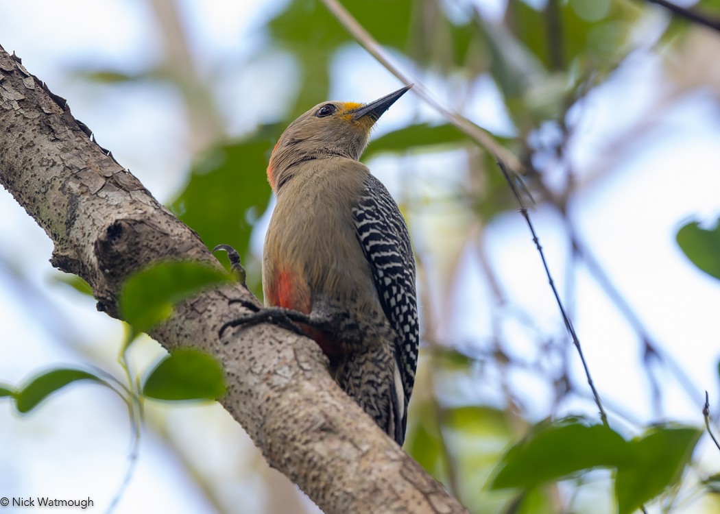 Yucatan Woodpecker - ML619734555