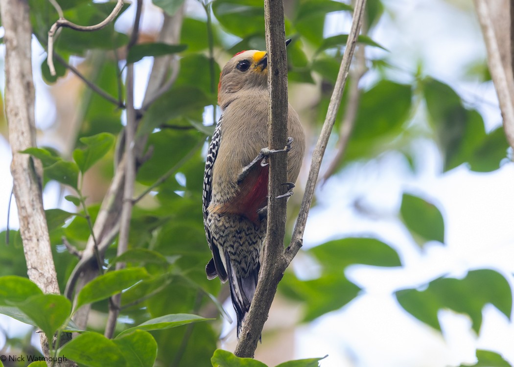Yucatan Woodpecker - ML619734556