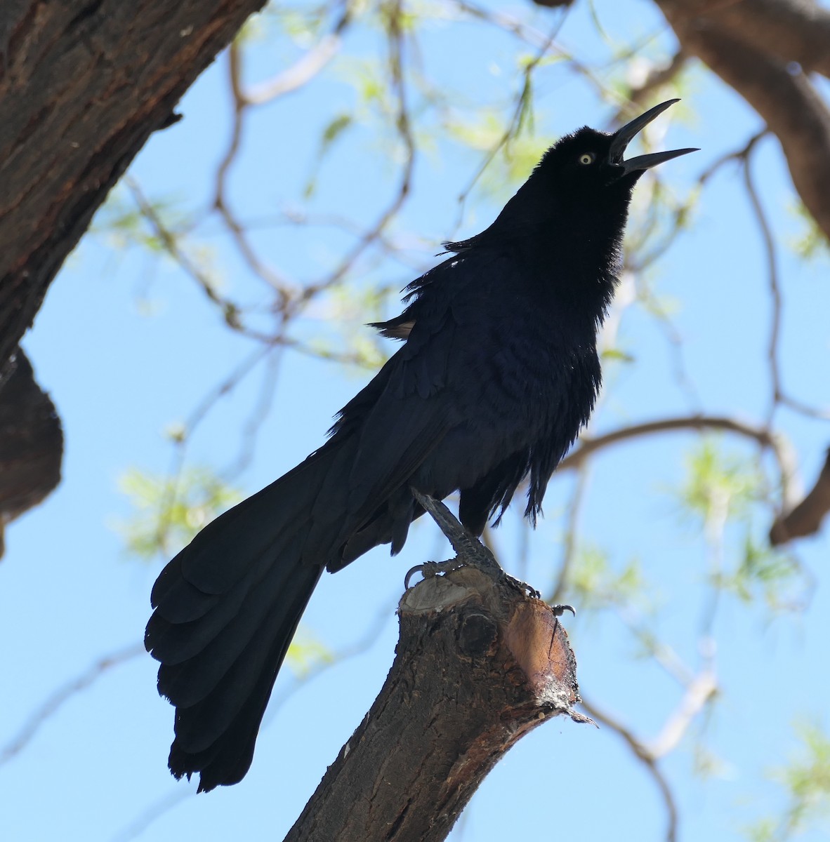 Great-tailed Grackle - ML619734581