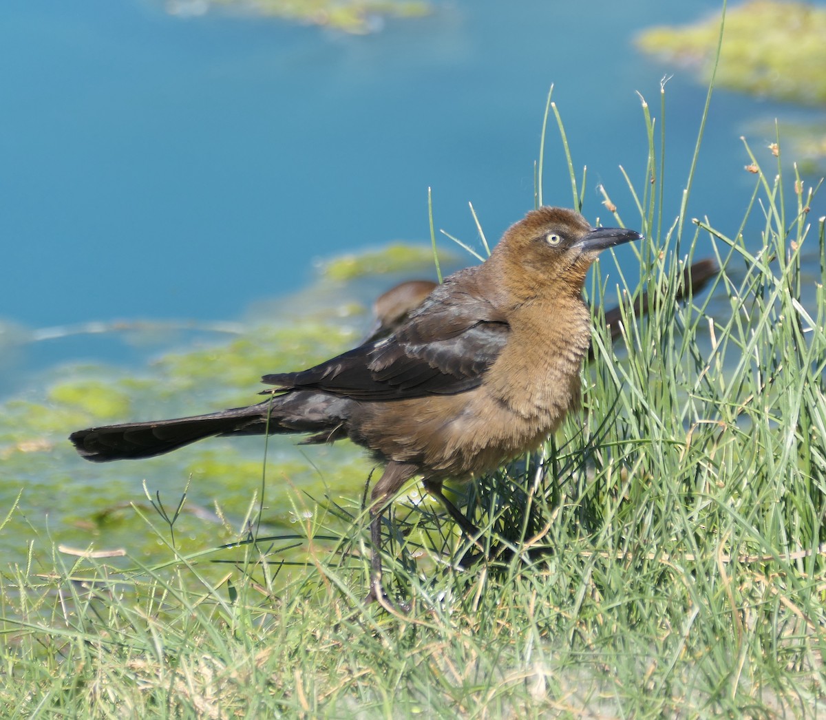 Great-tailed Grackle - ML619734584